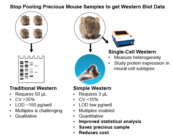 Western blot sensitivity with Simple Western systems